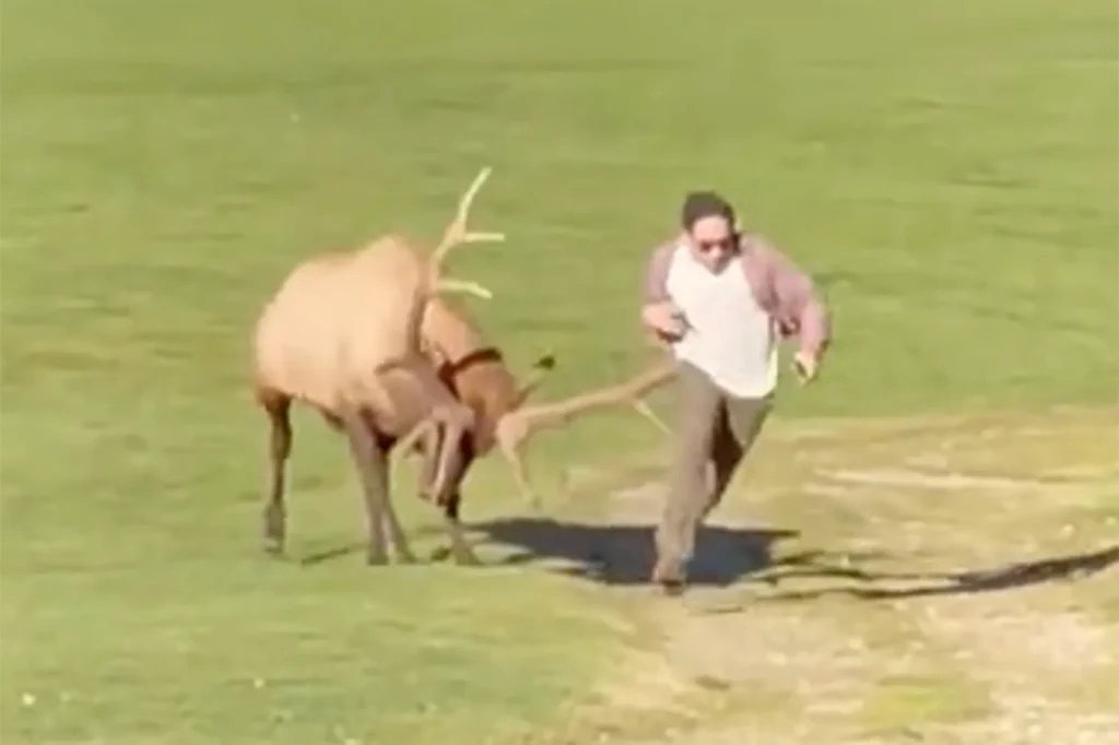 Woman Dies After Reportedly Trying to Feed Habituated Elk That Attacked Her in Arizona