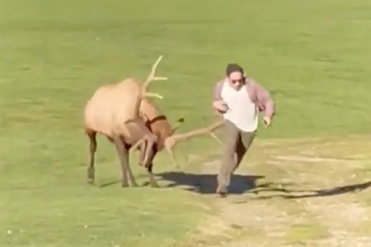 Woman Dies After Reportedly Trying to Feed Habituated Elk That Attacked Her in Arizona